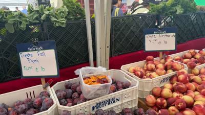 White Nectarine